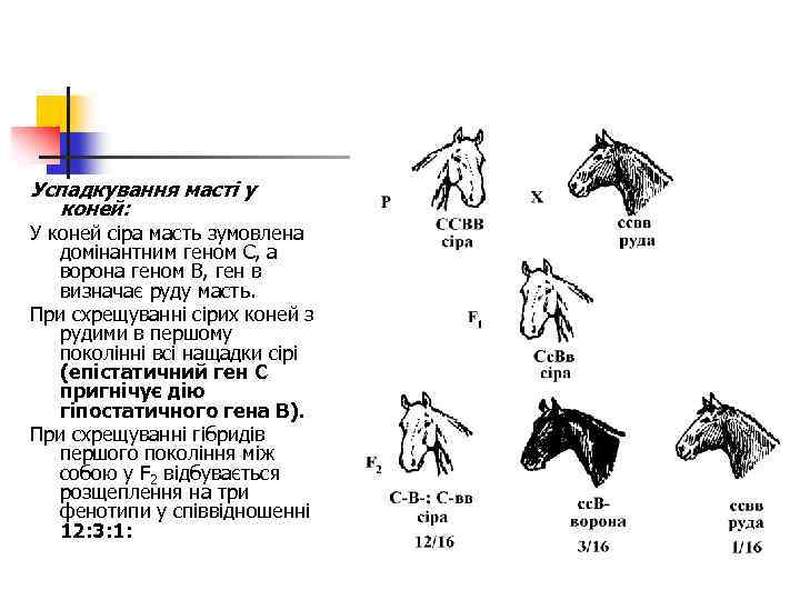 Успадкування масті у коней: У коней сіра масть зумовлена домінантним геном С, а ворона