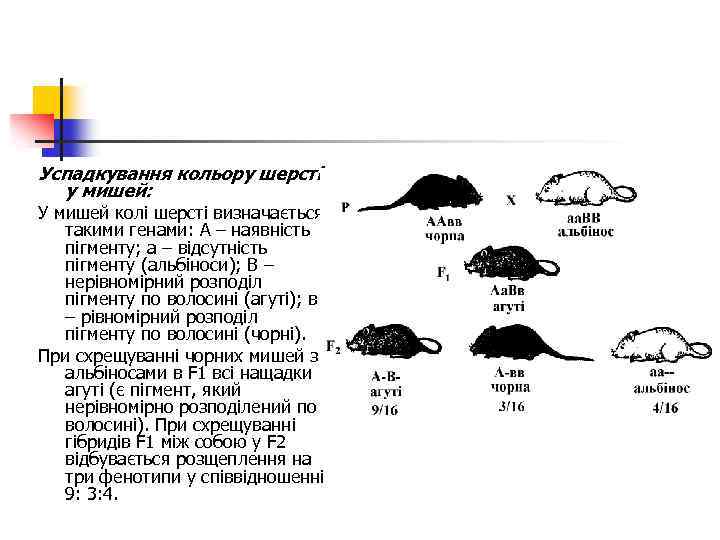 Успадкування кольору шерсті у мишей: У мишей колі шерсті визначається такими генами: А –