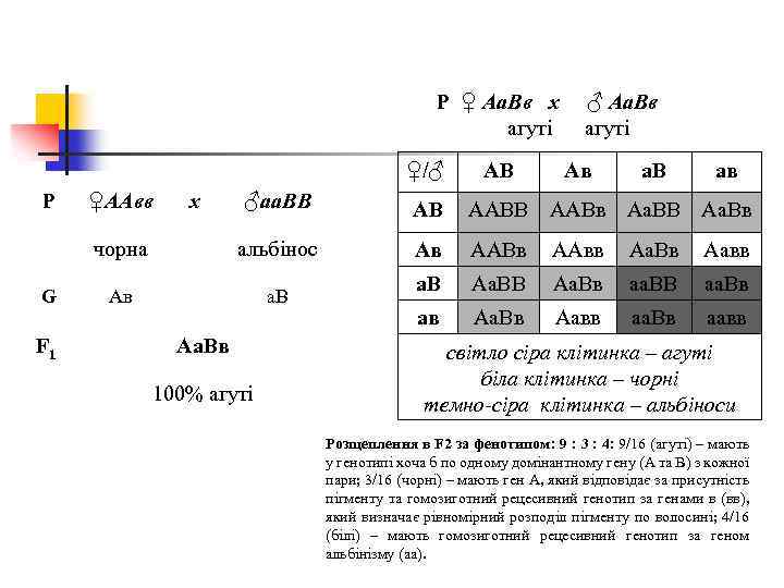 P ♀ Аа. Вв x агуті ♀/♂ P F 1 x Ав а. В