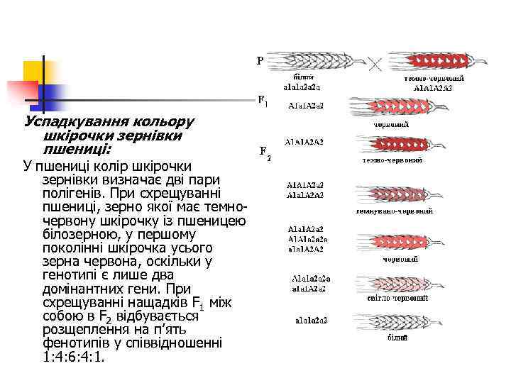 Успадкування кольору шкірочки зернівки пшениці: У пшениці колір шкірочки зернівки визначає дві пари полігенів.