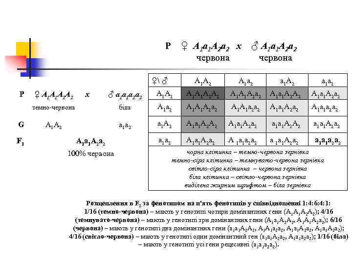 P ♀ А 1 а 1 А 2 а 2 x червона ♀ ♂