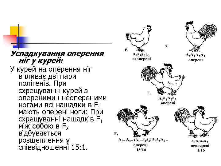 Успадкування оперення ніг у курей: У курей на оперення ніг впливає дві пари полігенів.