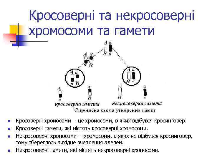 Кросоверні та некросоверні хромосоми та гамети n n Кросоверні хромосоми − це хромосоми, в