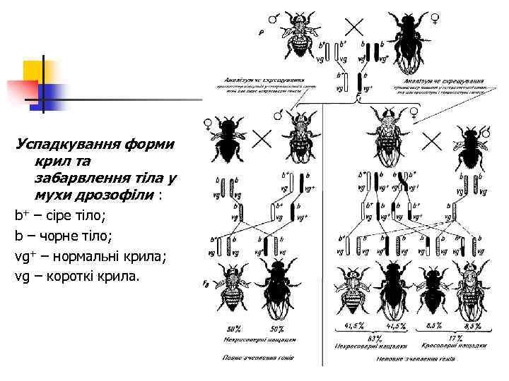 Успадкування форми крил та забарвлення тіла у мухи дрозофіли : b+ – сіре тіло;