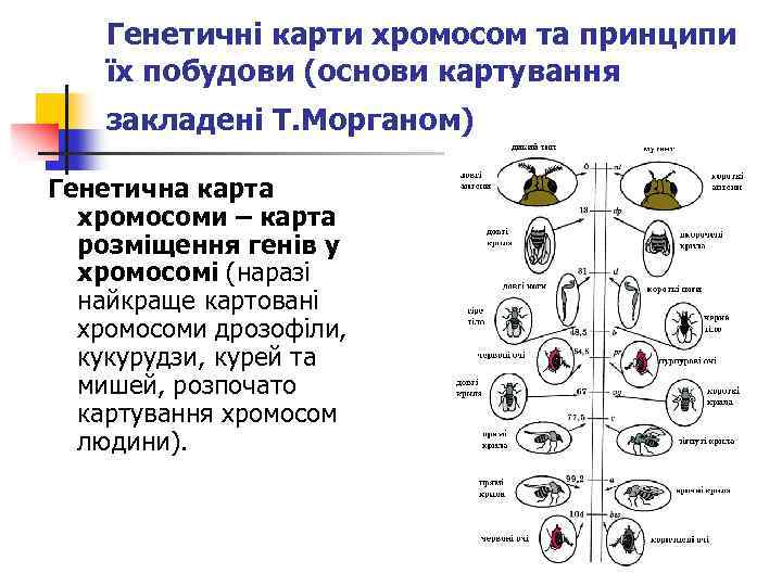 Генетичні карти хромосом та принципи їх побудови (основи картування закладені Т. Морганом) Генетична карта