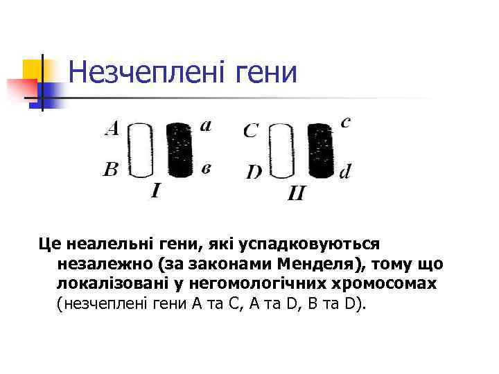 Незчеплені гени Це неалельні гени, які успадковуються незалежно (за законами Менделя), тому що локалізовані