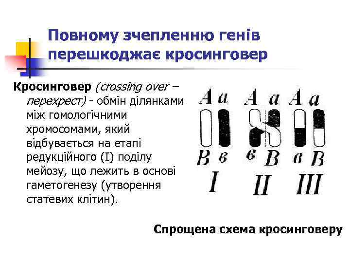 Повному зчепленню генів перешкоджає кросинговер Кросинговер (crossing over – перехрест) - обмін ділянками між