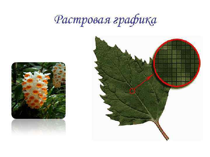 Растровая графика 