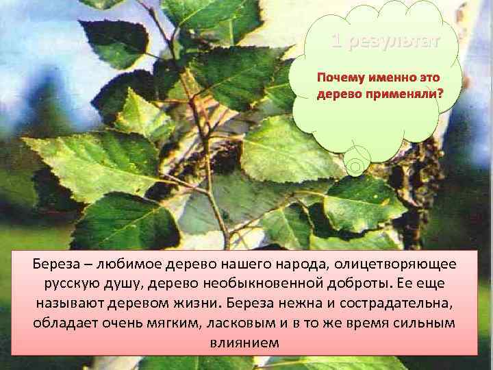 1 результат Почему именно это дерево применяли? Береза – любимое дерево нашего народа, олицетворяющее