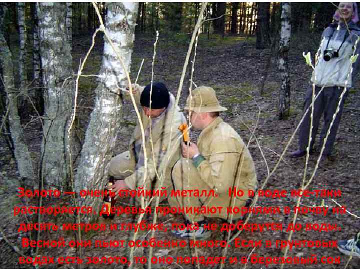 Золото — очень стойкий металл. Но в воде все-таки растворяется. Деревья проникают корнями в