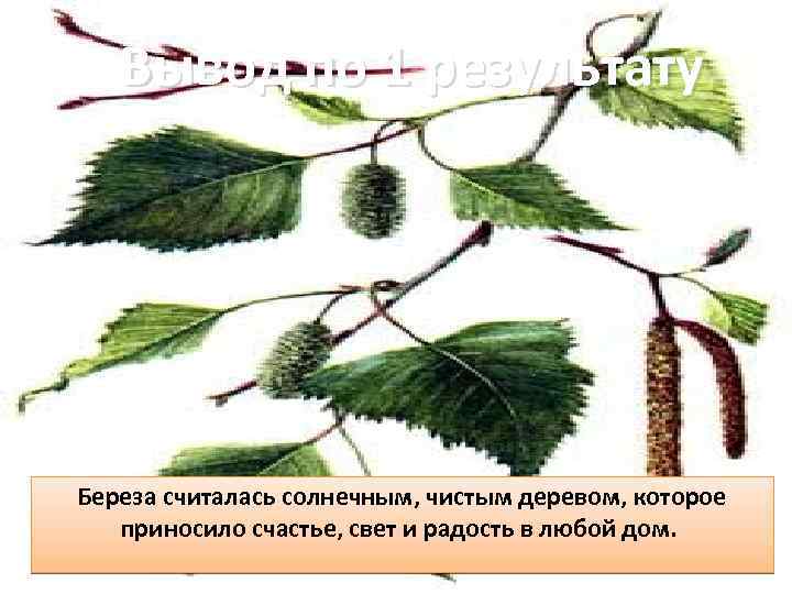 Вывод по 1 результату Береза считалась солнечным, чистым деревом, которое приносило счастье, свет и