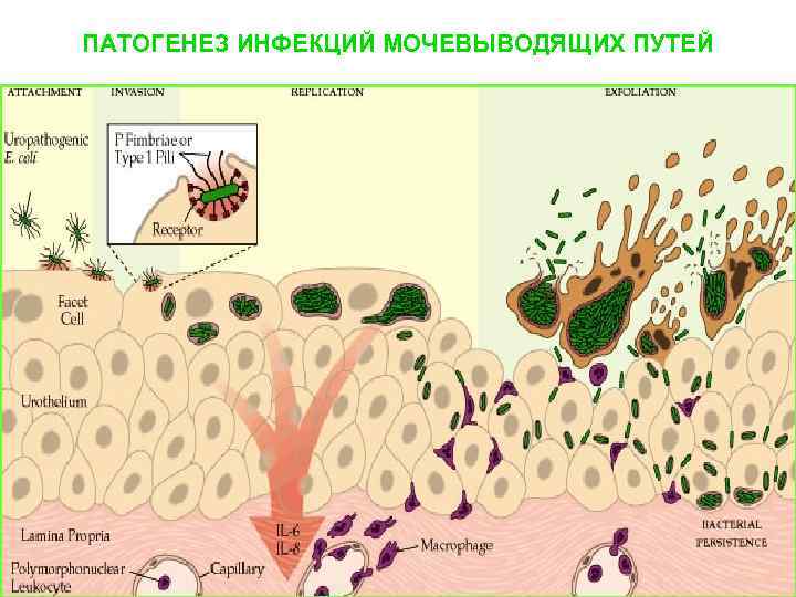 ПАТОГЕНЕЗ ИНФЕКЦИЙ МОЧЕВЫВОДЯЩИХ ПУТЕЙ 