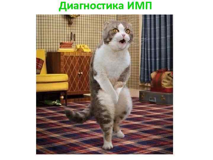 Диагностика ИМП 