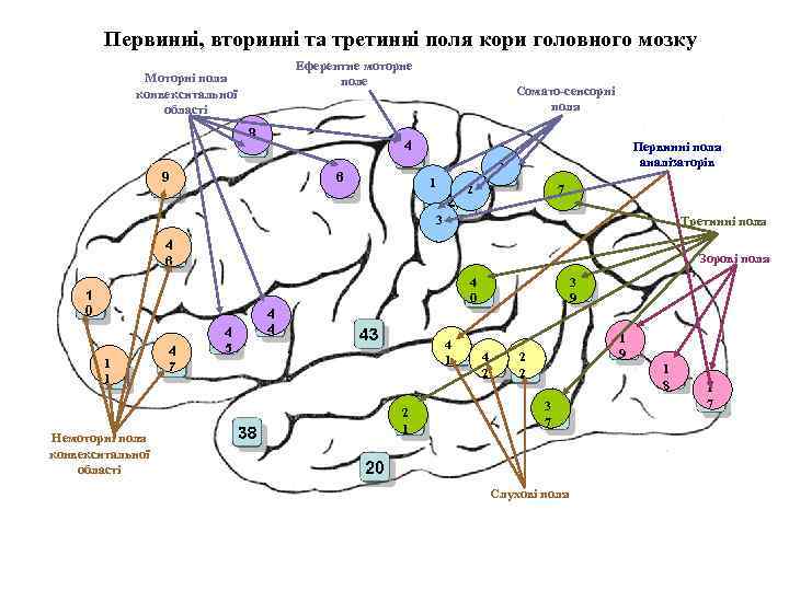 Первинні, вторинні та третинні поля кори головного мозку Еферентне моторне поле Моторні поля конвекситальної