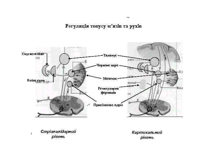Регуляція тонусу м’язів та рухів Смугасте тіло Таламус Червоне ядро Бліда куля Мозочок Ретикулярна