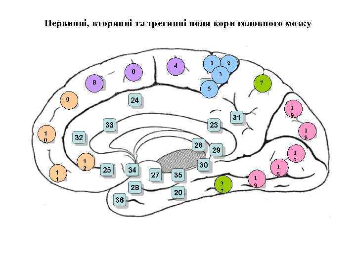 Первинні, вторинні та третинні поля кори головного мозку 6 8 4 1 2 3