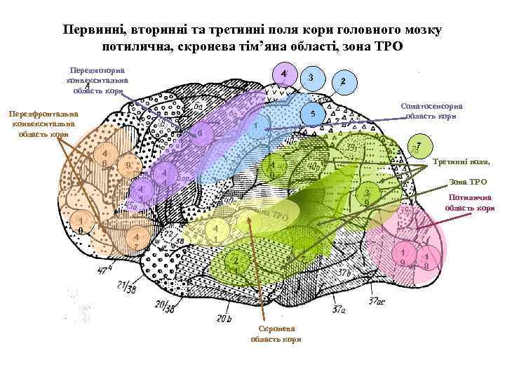 Первинні, вторинні та третинні поля кори головного мозку потилична, скронева тім’яна області, зона ТРО