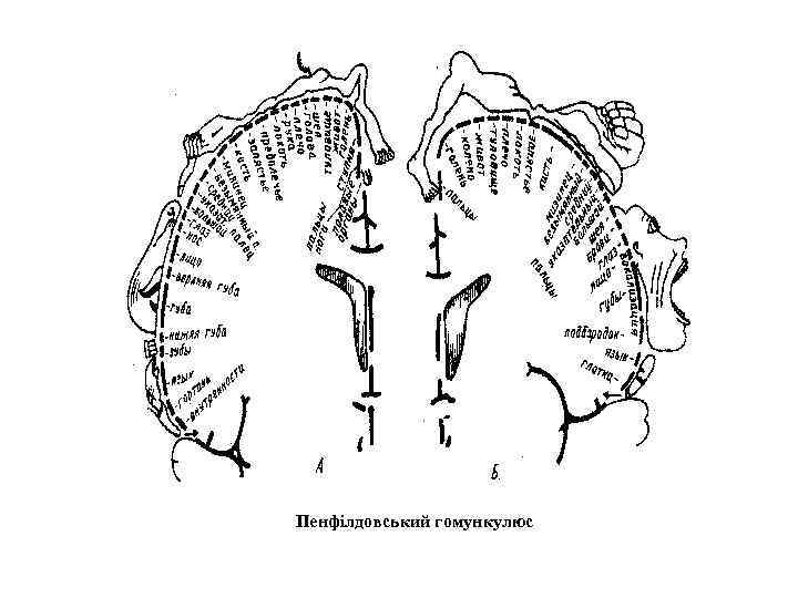 Пенфілдовський гомункулюс 