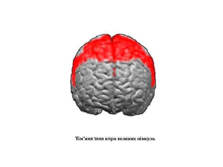 Тім’яна зона кори великих півкуль 