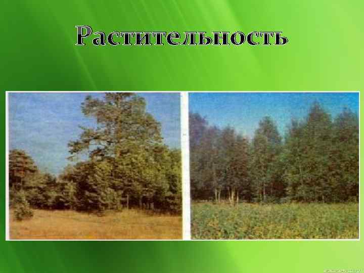 Растительность 