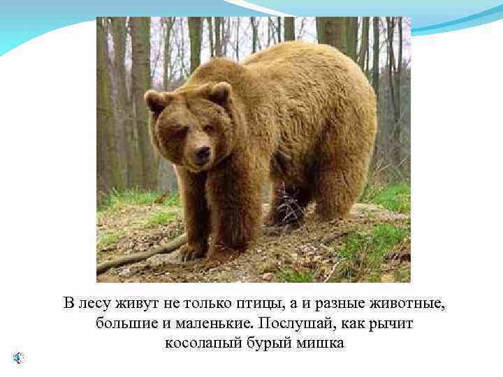 В лесу живут не только птицы, а и разные животные, большие и маленькие. Послушай,