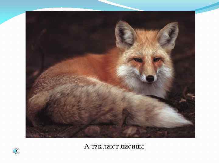 А так лают лисицы 
