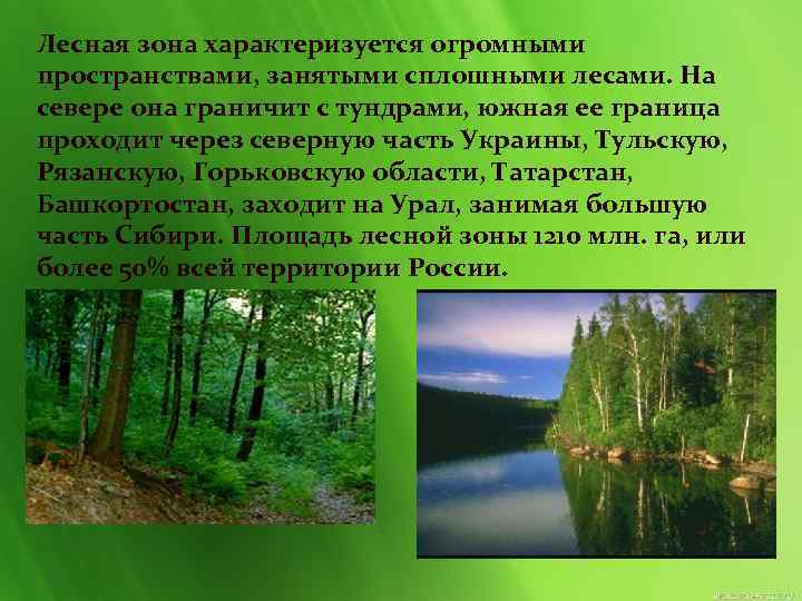 Лесная зона характеризуется огромными пространствами, занятыми сплошными лесами. На севере она граничит с тундрами,