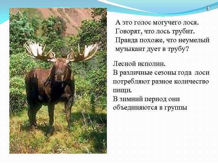 А это голос могучего лося. Говорят, что лось трубит. Правда похоже, что неумелый музыкант