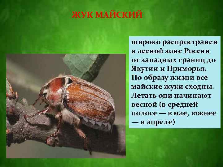 ЖУК МАЙСКИЙ широко распространен в лесной зоне России от западных границ до Якутии и