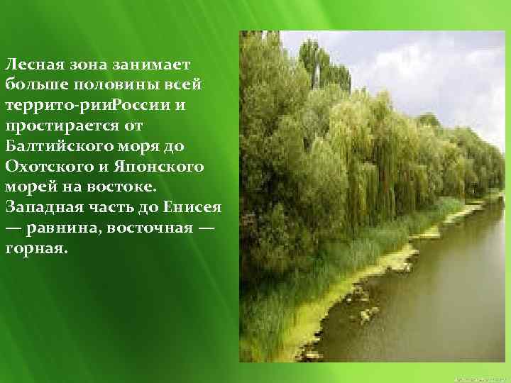 Лесная зона занимает больше половины всей террито рии. России и простирается от Балтийского моря