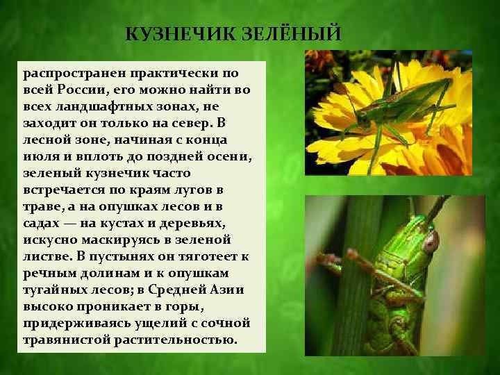 КУЗНЕЧИК ЗЕЛЁНЫЙ распространен практически по всей России, его можно найти во всех ландшафтных зонах,