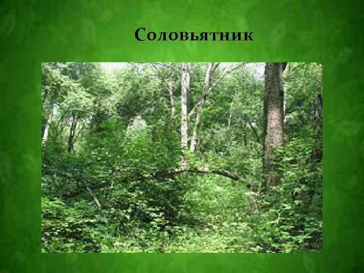 Соловьятник 