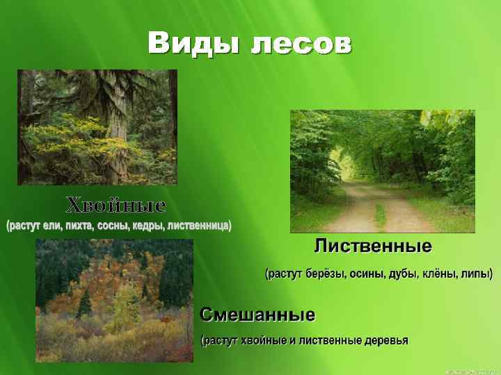 Какие виды лесов существуют. Виды леса. Типы леса в России. Типы лесов основные. Какие бывают хвойные леса.