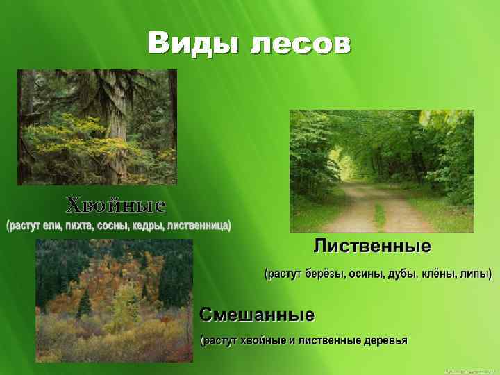 2 леса 5 букв. Общий вид лесов. Типы леса в России. Какие есть виды лесов. Типы лесов основные.