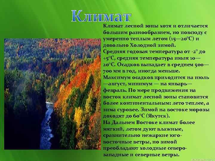 4 лесных зон. Зона лесов России климат. Климатические условия зоны хвойных лесов. Природные условия Лесной зоны. Климатические условия зоны лесов России.