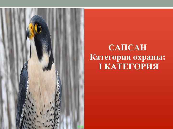 САПСАН Категория охраны: I КАТЕГОРИЯ 