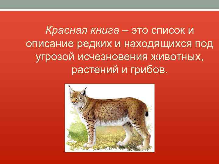 Животные из красной книги псковской области фото и описание