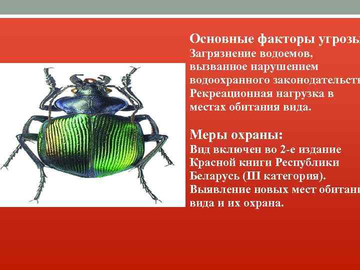 Основные факторы угрозы Загрязнение водоемов, вызванное нарушением водоохранного законодательств Рекреационная нагрузка в местах обитания