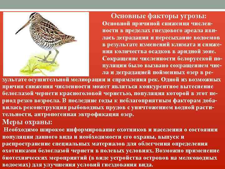  Основные факторы угрозы: Основной причиной снижения числен ности в пределах гнездового ареала яви