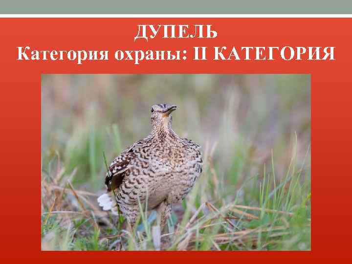 Красная книга курганской области фото