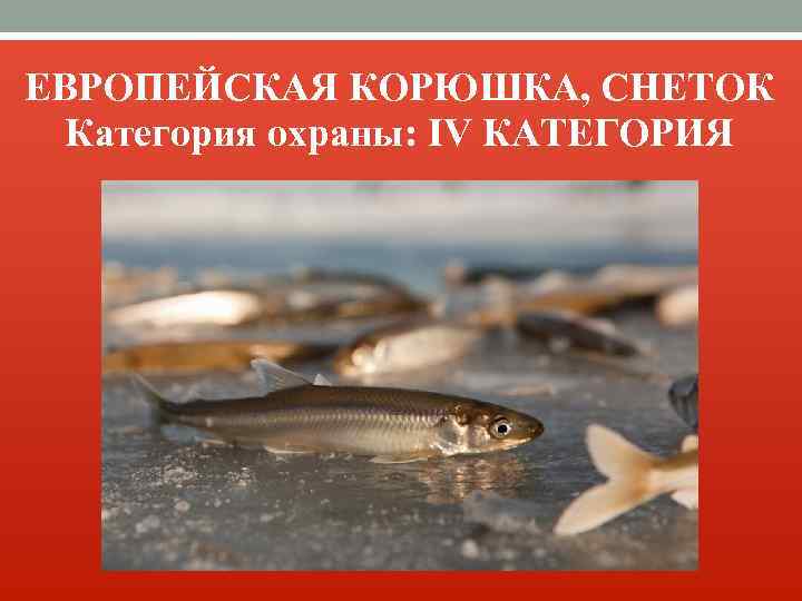 ЕВРОПЕЙСКАЯ КОРЮШКА, СНЕТОК Категория охраны: IV КАТЕГОРИЯ 