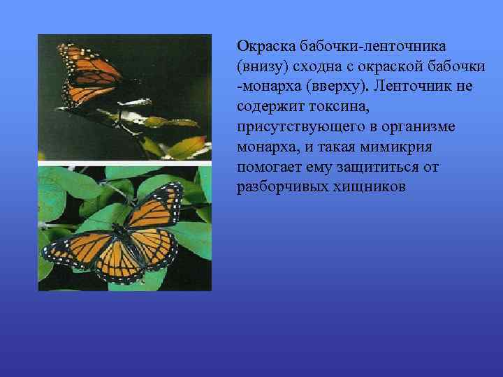 Окраска бабочки-ленточника (внизу) сходна с окраской бабочки -монарха (вверху). Ленточник не содержит токсина, присутствующего