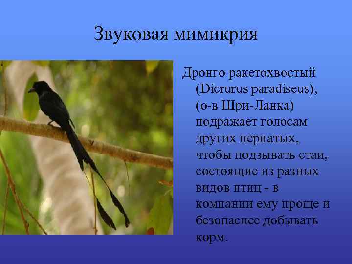 Звуковая мимикрия Дронго ракетохвостый (Dicrurus paradiseus), (о-в Шри-Ланка) подражает голосам других пернатых, чтобы подзывать