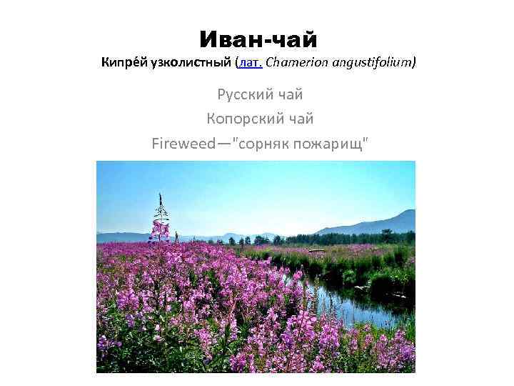 Иван-чай Кипре й узколистный (лат. Chamerion angustifolium) Русский чай Копорский чай Fireweed—
