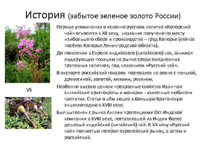 История (забытое зеленое золото России) VS Первые упоминания о исконно русском напитке «Копорский чай»