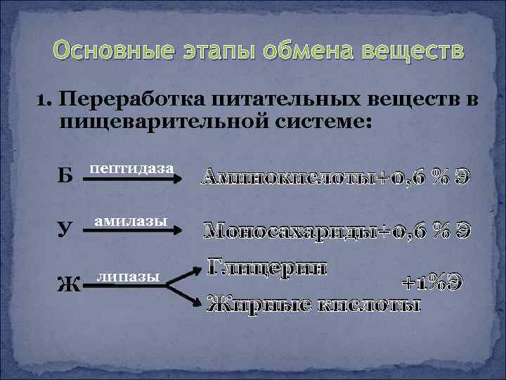 Основные этапы обмена веществ 1. Переработка питательных веществ в пищеварительной системе: Б пептидаза Аминокислоты+0,