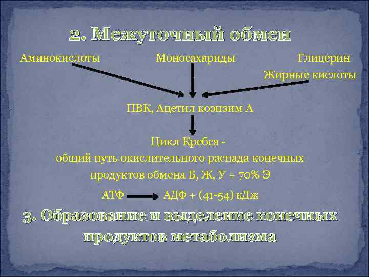 2. Межуточный обмен Аминокислоты Моносахариды Глицерин Жирные кислоты ПВК, Ацетил коэнзим А Цикл Кребса