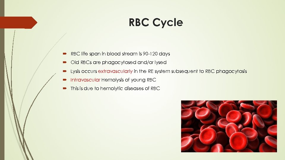RBC Cycle RBC life span in blood stream is 90 -120 days Old RBCs