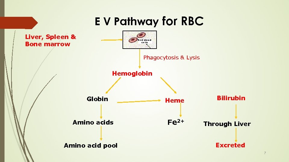 E V Pathway for RBC Liver, Spleen & Bone marrow Phagocytosis & Lysis Hemoglobin