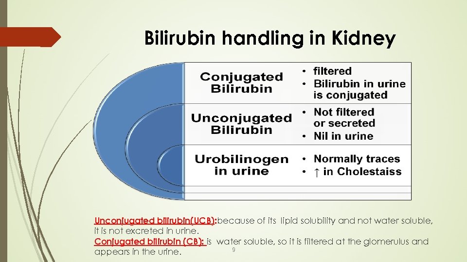 Bilirubin handling in Kidney Unconjugated bilirubin(UCB): because of its lipid solubility and not water